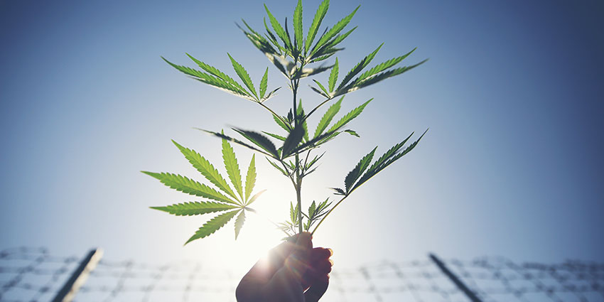 the federal government doesn't recognise cannabis producers and retailers