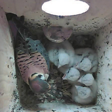 Bosch Infrared IP dome cameras have helped to increase awareness Kestrel activity and capture video of Kestrel young being hatched