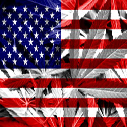 American cannabis flag