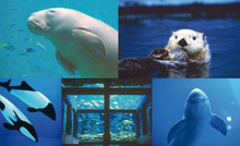 Toba Aquarium focuses on the nurturing and protection of rare marine species at risk of extinction