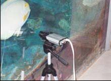 Axis Communications' network cameras installed on both sides and in the rear of the viewing gallery film the coral reef and the fishes swimming through it