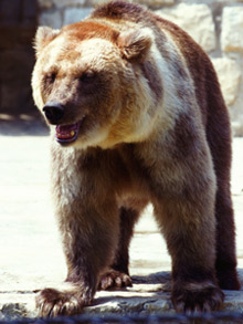 The parking system at Toronto Zoo, where visitors can see animals like the brown bear, has been transformed with LEGIC technology