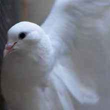 Since the pigeons are constantly flying around, it takes a special kind of motion detector to provide reliable detection