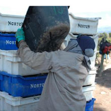 Bodega Norton also discovered that the new RFID and NFC driven system generates more detailed, real-time information