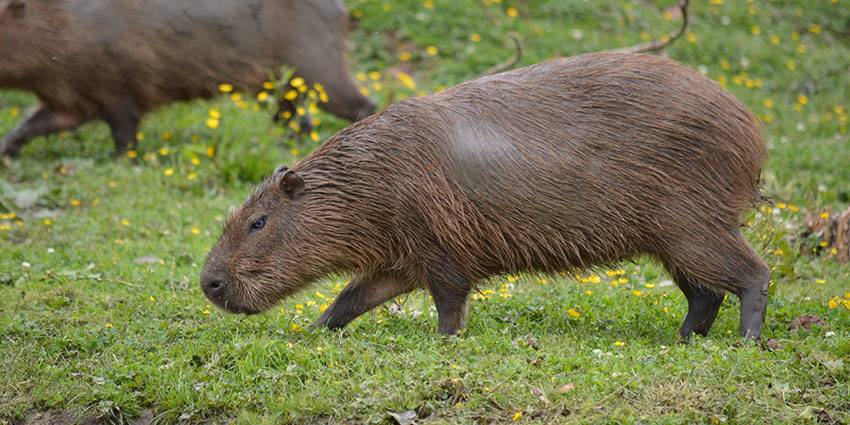 The IP cameras spot and discourage inappropriate visitor interaction with animals