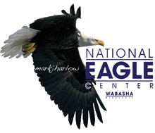 IQinVision network cameras stream live footage of eagles at the National Eagle Centre