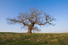 Understanding the organisational tree is key in understanding convergence