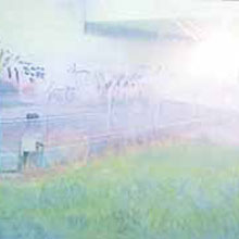 Sunlight and spider web blinds FLIR camera