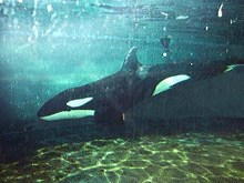 Milestone and Axis’ IP video solution makes live viewing of orca whale’s activities possible at Dutch aquarium