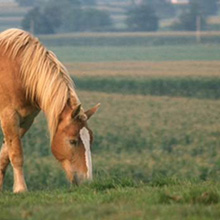 All video is recorded and archieved for at least 30 days on multiple American Dynamics INTELLEX IP NVRs