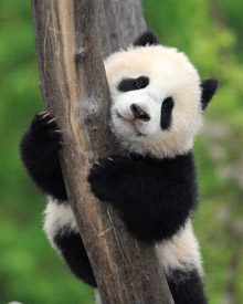 IndigoVision IP-CCTV keeps watch on animal behaviour at Vienna Zoo