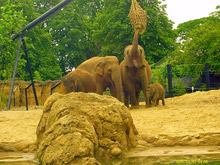 An elephant family at Dublin Zoo, where network cameras from Axis Communications have recently been installed
