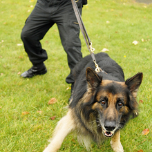 Ward Security provides a range of security guarding services to private companies and public sector bodies throughout the UK