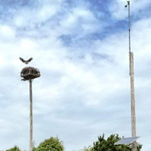 Raytec IR illuminators allow the JES high speed wireless camera bridge to deliver 720P video footage at 30fps to the park’s visitor centre 24/7 365 days a year