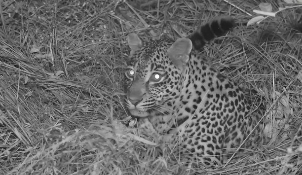 Raytec VARIO2 IR illuminators capture new wild animal footage in Kruger National Park, South Africa