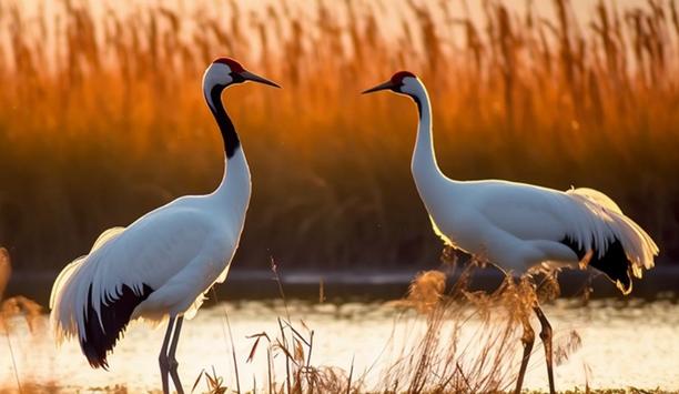 Dahua tech: Smart tech revolutionises conservation of critically endangered cranes