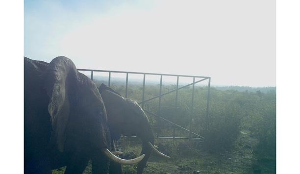 Intelligent Light Detection and Ranging (LiDAR) sensors from Optex protect endangered elephants in Mount Kenya National Park
