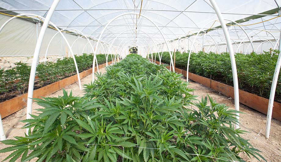 Salient Systems equip Constellation Cannabis with the right solution to meet the stringent regulatory demands of its industry