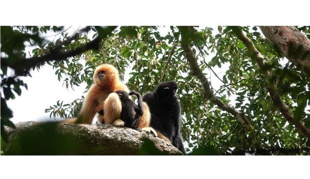 When Dahua's technology meets critically endangered Hainan Gibbon