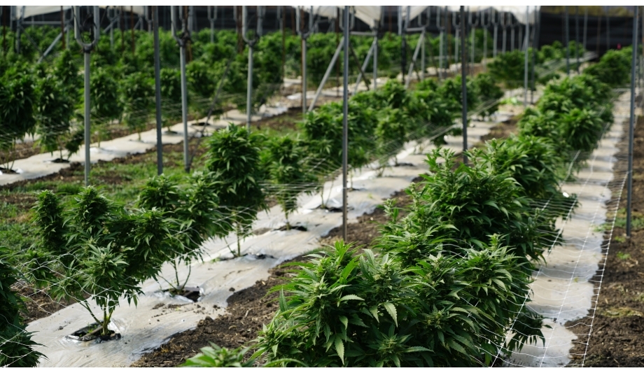 3xLOGIC infinias access control system secures Las Vegas marijuana facility