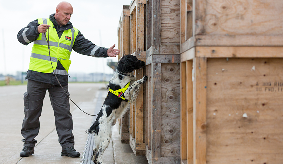 Securitas achieves FREDD certification becoming UK’s first government-certified canine security provider