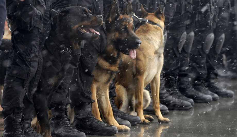 BSI’s new BS 8517 Code of practice - guidelines on how to correctly handle security and detection dogs