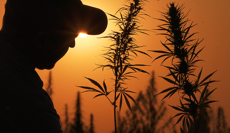 Robust security for the cannabis market supply chain