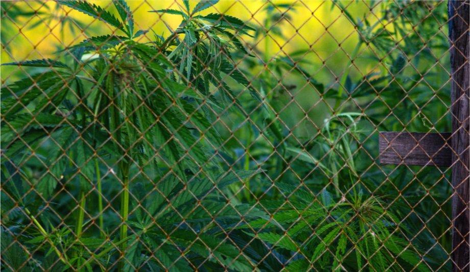 What are the security challenges of protecting the cannabis industry?