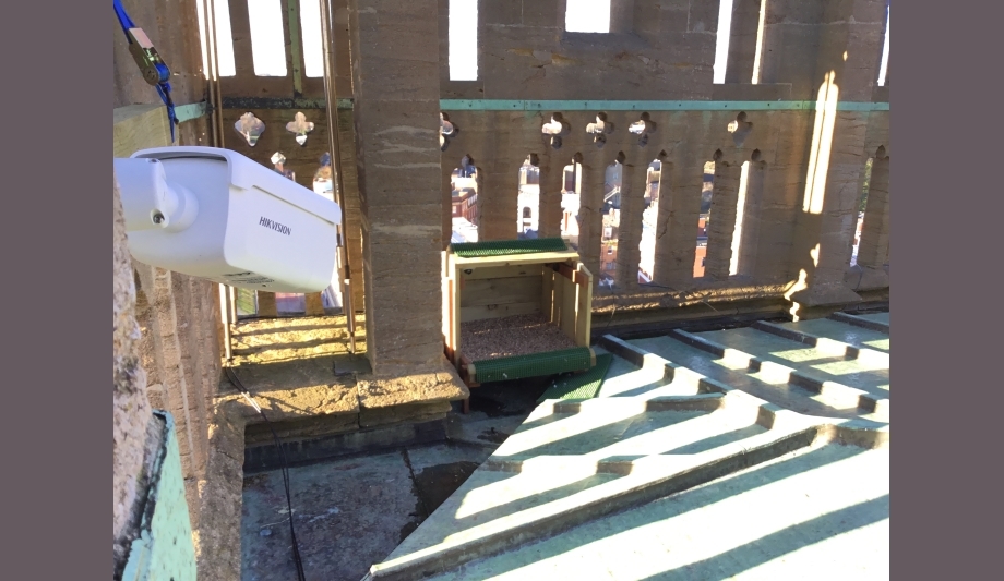 Hikvision and Coomber Security Systems provide 4K cameras to monitor Peregrine Falcons in Taunton