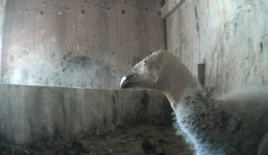 Teledyne FLIR joins the Oregon Zoo in celebrating a record hatching season for endangered California condors