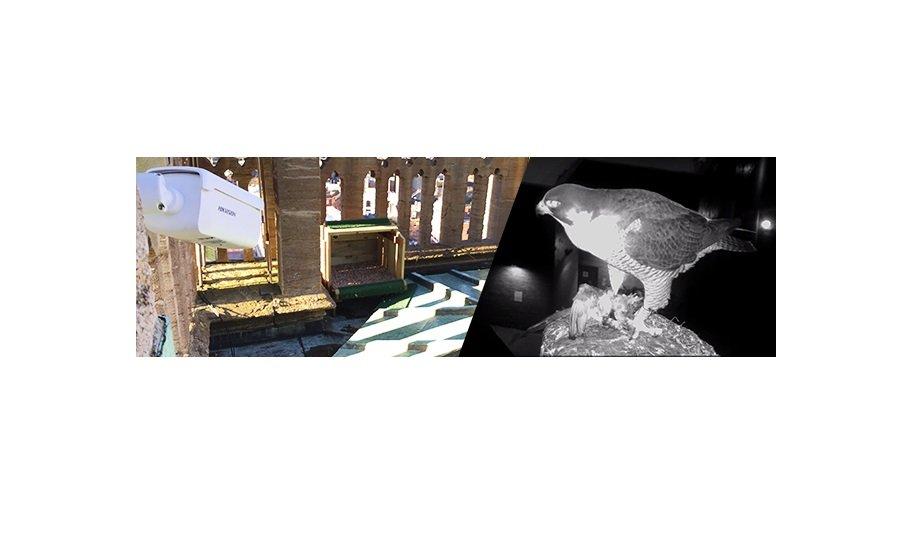 Top predator is kept in focus by Hikvision 4K cameras