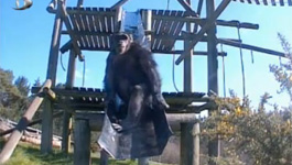 Dallmeier electronic MonkeyCam - CCTV IP network cameras and recorders