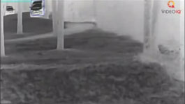 Thermal Camera Clips