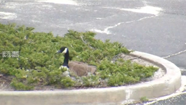 Vicon Surveyor 720 HD camera captures hatching