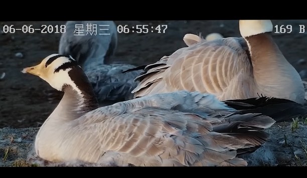 Hikvision provides solution for protection of bar-headed geese