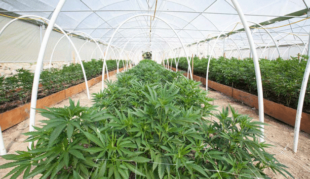 Surveillance solutions ensure cannabis compliance